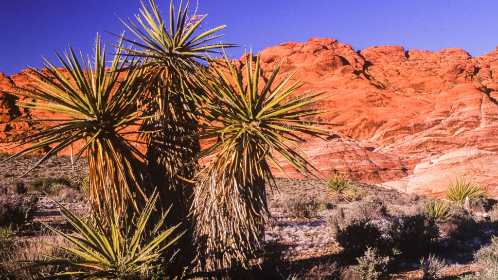 ETATS UNIS - NON DATE: Yucca dans l'aire nationale de conservation de Red Rock Canyon, dans le